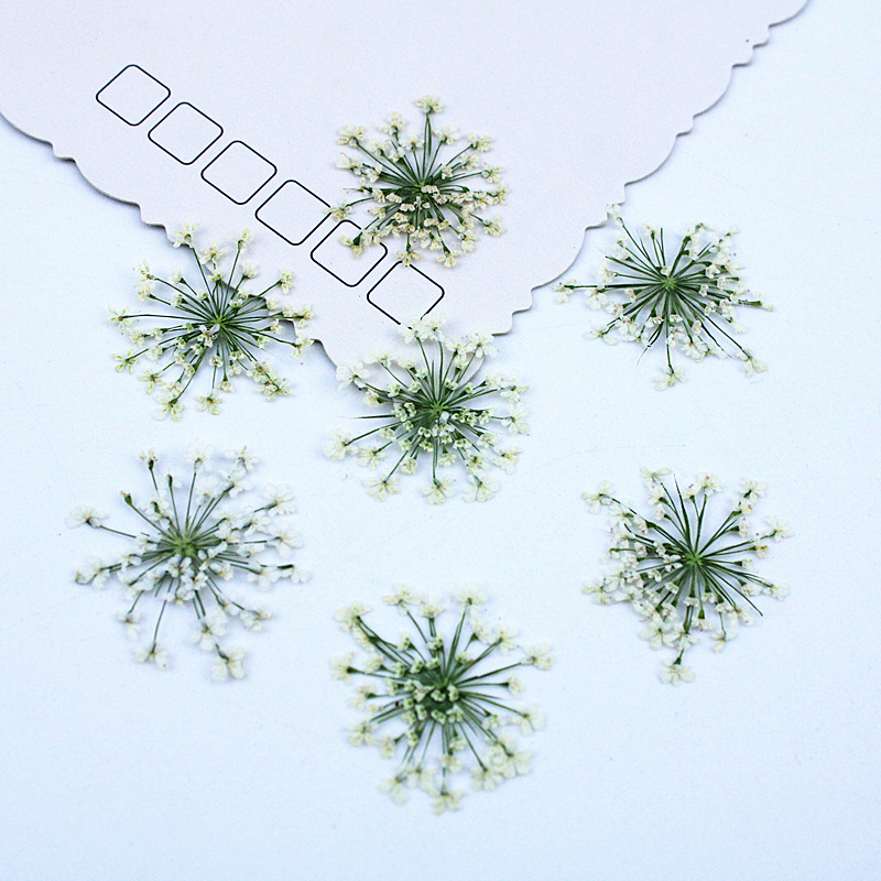 Dried Flower Bookmark - 500pcs Lace Flowers Dried Flowers Pressed