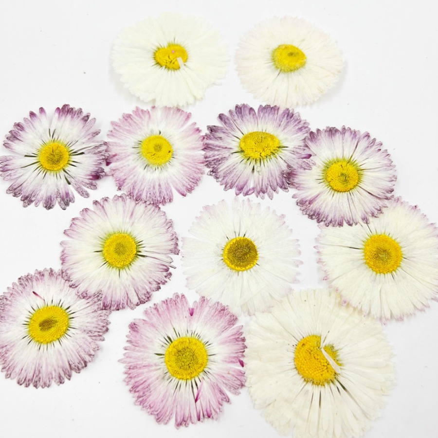 4cm Natural White Daisy Presse - Dried Flower Bookmark 리뷰 및 가격