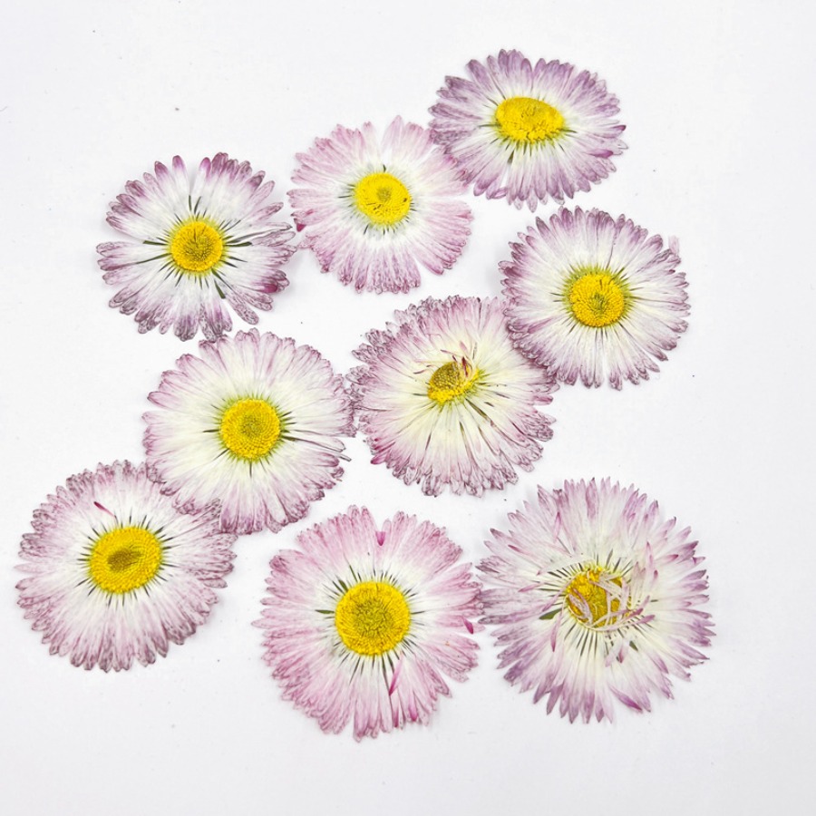 4cm Natural White Daisy Presse - Dried Flower Bookmark 리뷰 및 가격
