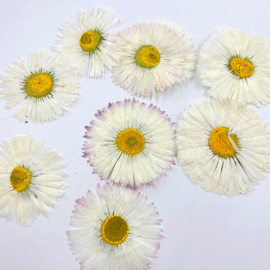 4cm Natural White Daisy Presse - Dried Flower Bookmark 리뷰 및 가격