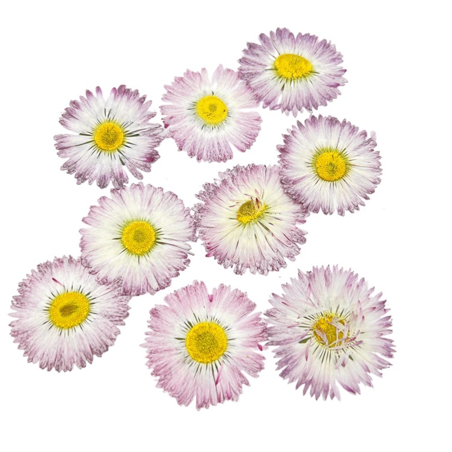 4cm Natural White Daisy Presse - Dried Flower Bookmark 리뷰 및 가격