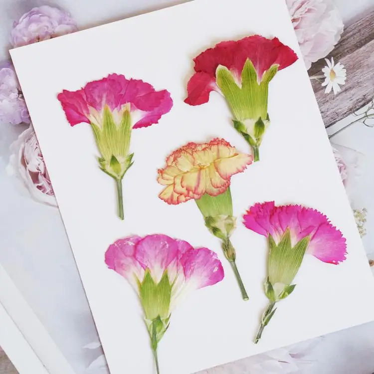 6pcs/4-7cm,Carnation dried flo - Dried Flower Bookmark 리뷰 및 가격