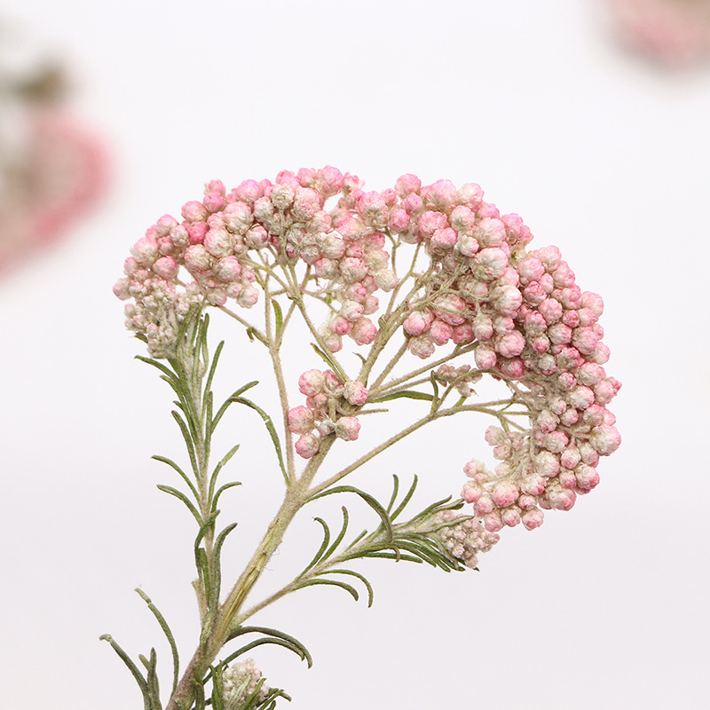 12pcs,Nature Millet flower bra - Dried Flower Bookmark 리뷰 및 가격