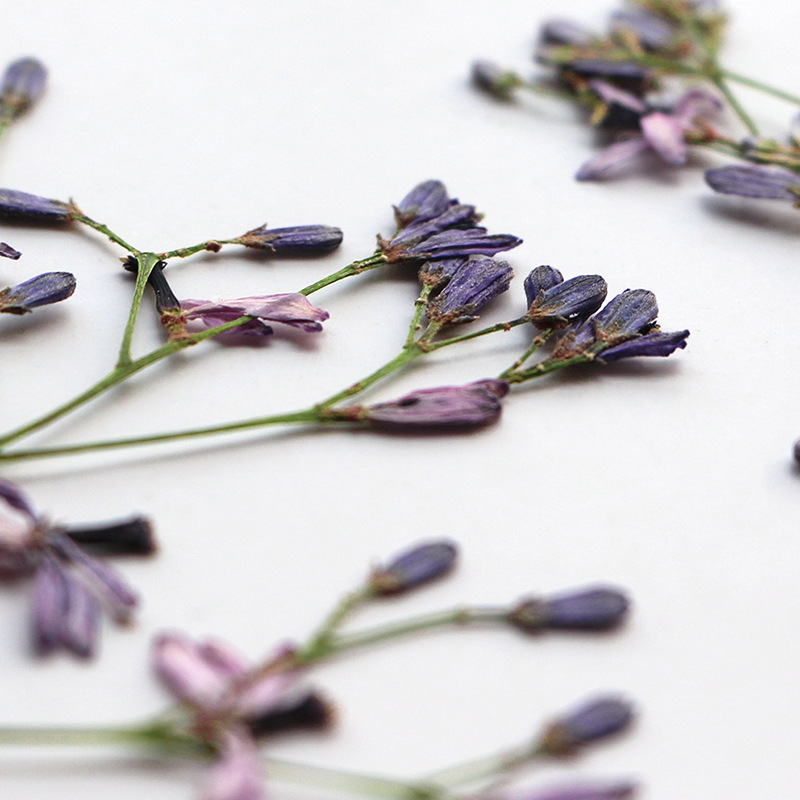 60Pcs Neem Tree Flower Branche - Dried Flower Bookmark 리뷰 및 가격