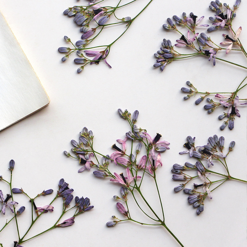 60Pcs Neem Tree Flower Branche - Dried Flower Bookmark 리뷰 및 가격