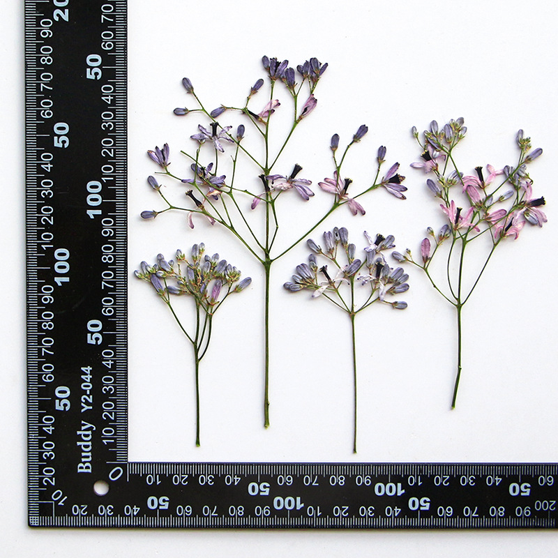 60Pcs Neem Tree Flower Branche - Dried Flower Bookmark 리뷰 및 가격