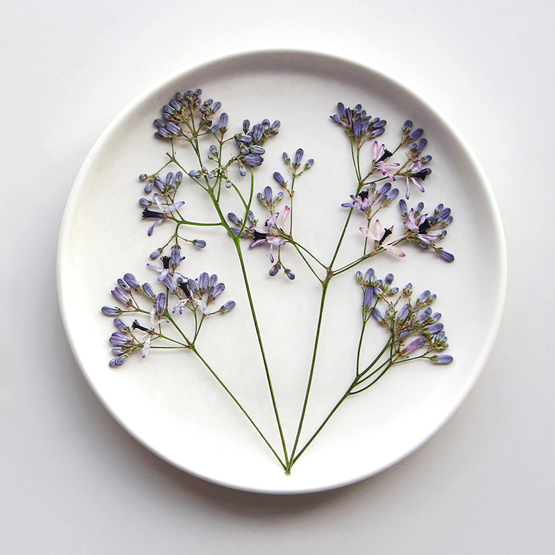 60Pcs Neem Tree Flower Branche - Dried Flower Bookmark 리뷰 및 가격