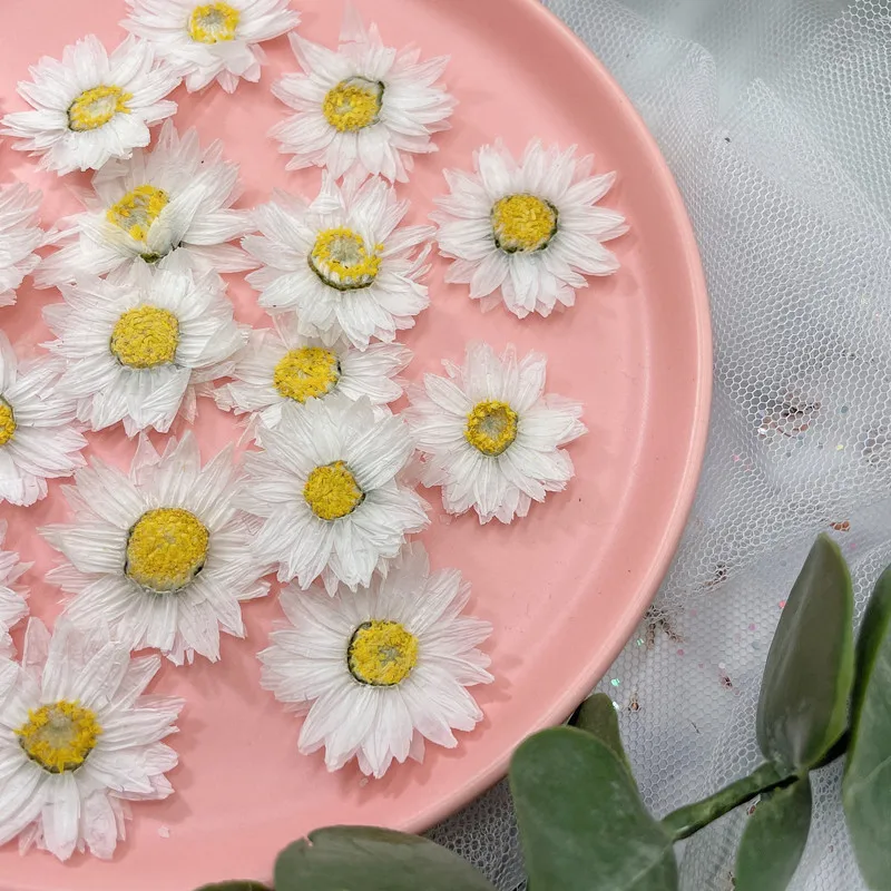 24pcs/2-4CM,Natural Pressed Fl - Dried Flower Bookmark 리뷰 및 가격