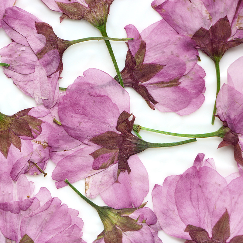 36Pcs Natural Dried Flower Pre - Dried Flower Bookmark 리뷰 및 가격