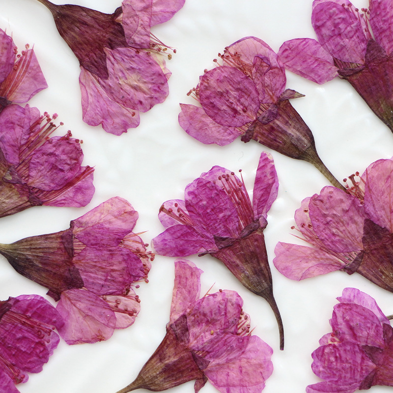36Pcs Natural Dried Flower Pre - Dried Flower Bookmark 리뷰 및 가격