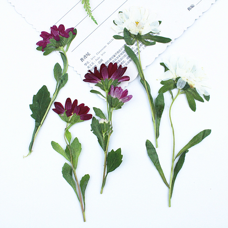 24pcs,Mini Chrysanthemum Press - Dried Flower Bookmark 리뷰 및 가격