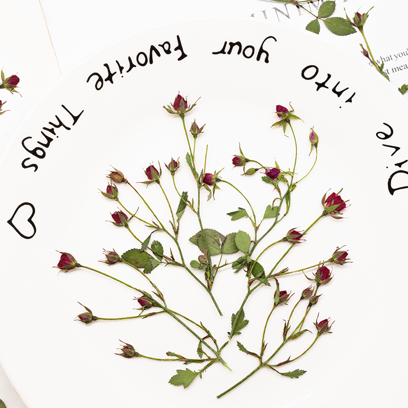 12pcs,Dried Rose Multi Bud Bra - Dried Flower Bookmark 리뷰 및 가격