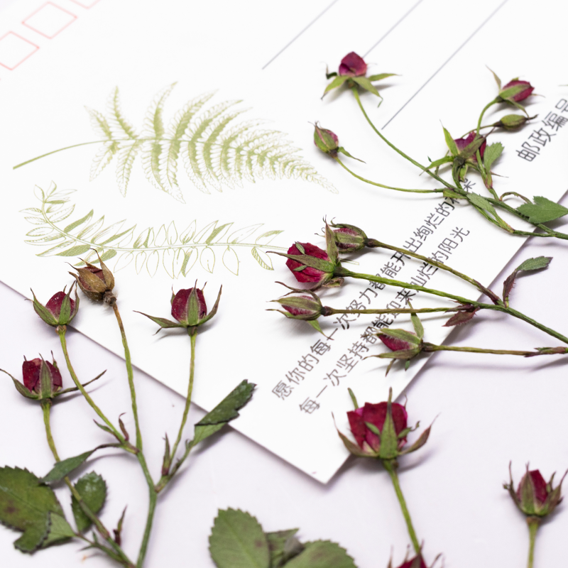 12pcs,Dried Rose Multi Bud Bra - Dried Flower Bookmark 리뷰 및 가격