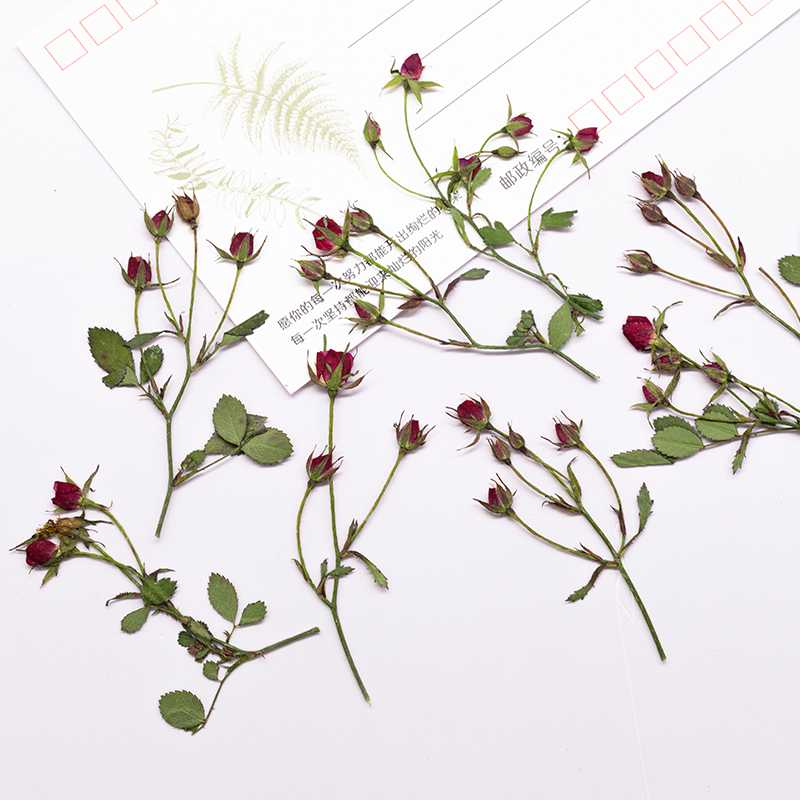 12pcs,Dried Rose Multi Bud Bra - Dried Flower Bookmark 리뷰 및 가격